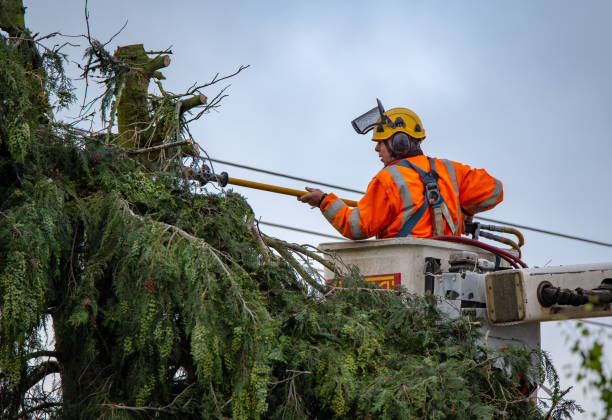 Best Tree and Shrub Care  in , DE